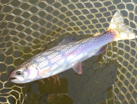 大安トラウトレイク釣果